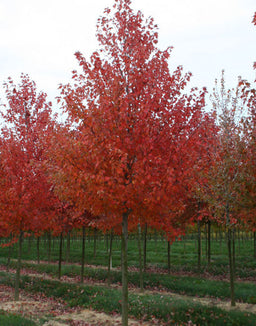 ACER_SUN_VALLEY.jpg