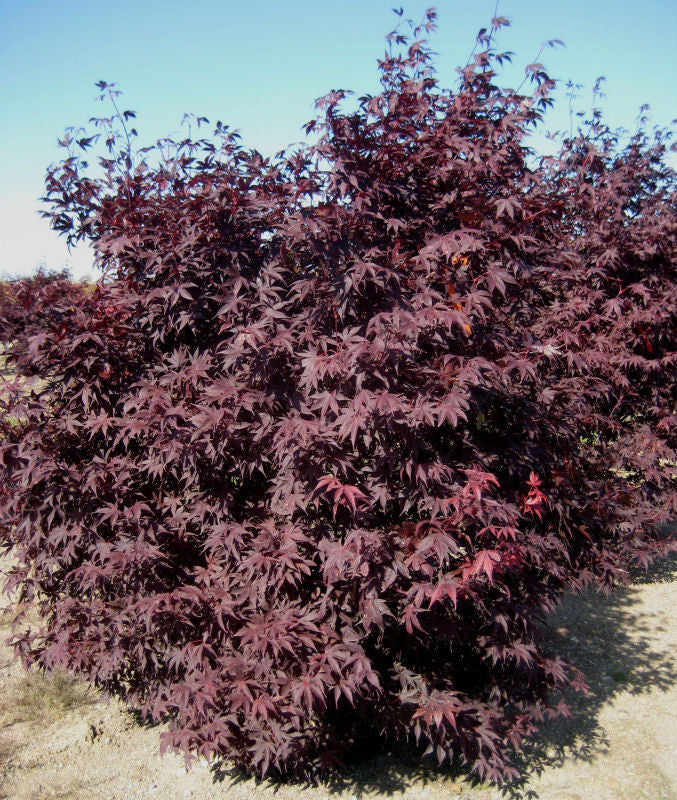 ACER emperor 1.jpg