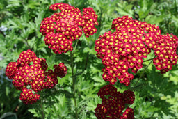 ACHILLEA_STRAWBERRY_SEDUCTION.jpg