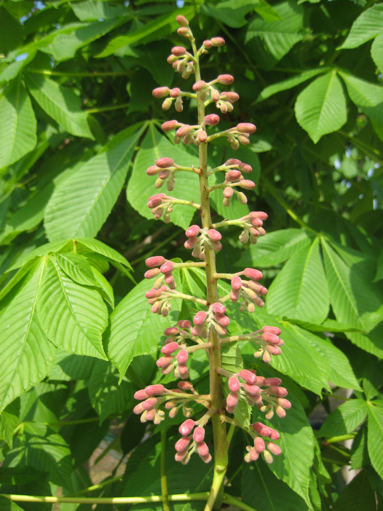 AESCULUS FT MC NAIR FLOWER.jpg