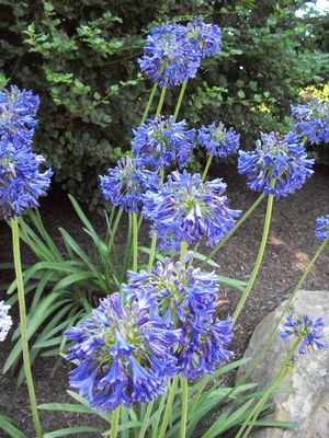 AGAPANTHUS_BLUE_YONDER.jpg