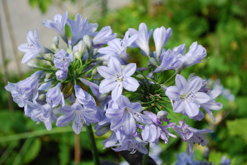 AGAPANTHUS_SUMMER_SKIES.jpg