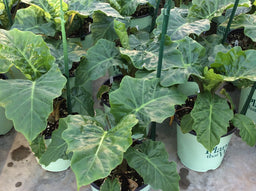 ALOCASIA%20'LOW%20RIDER'%2019CM%20PTW.jpg