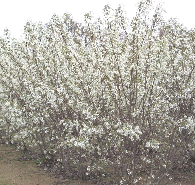 AMELANCHIER_LAEVIS[1].jpg