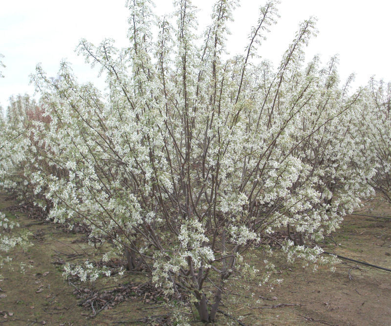 AMELANCHIER LAMARCKII.jpg