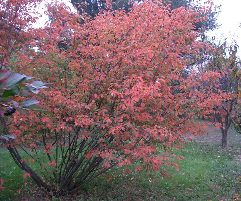 AMEL_CANADENSIS.jpg