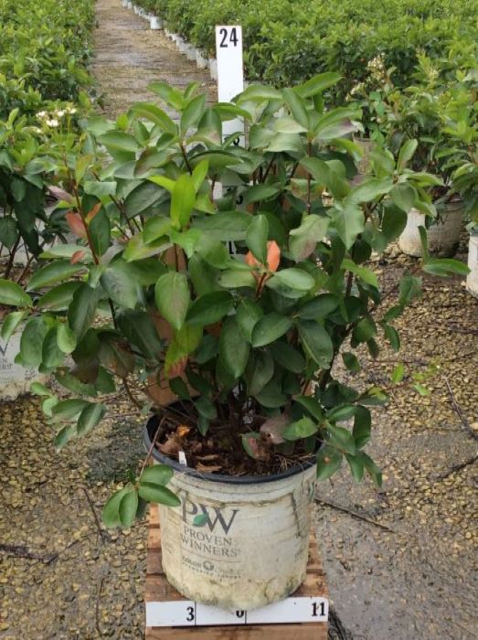 ARONIA_LOW_SCAPE_HEDGER.jpg