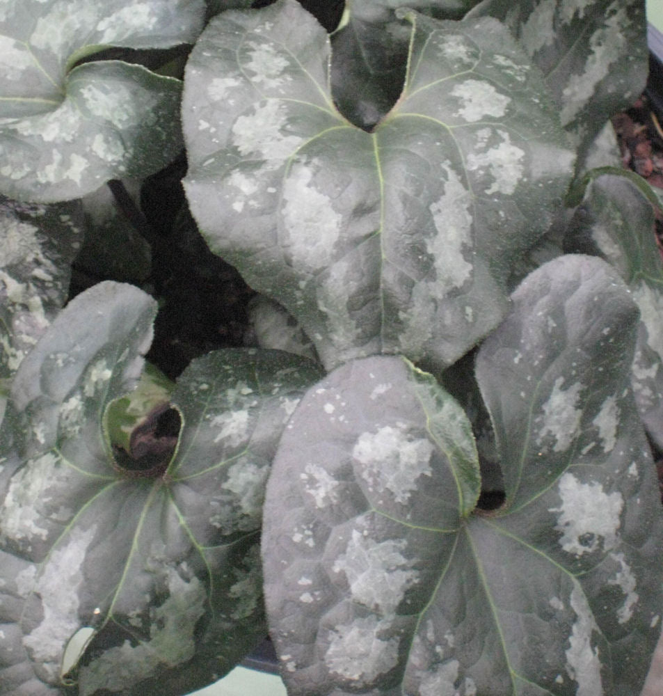 ASARUM SPLENDENS.jpg