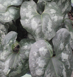 ASARUM SPLENDENS.jpg