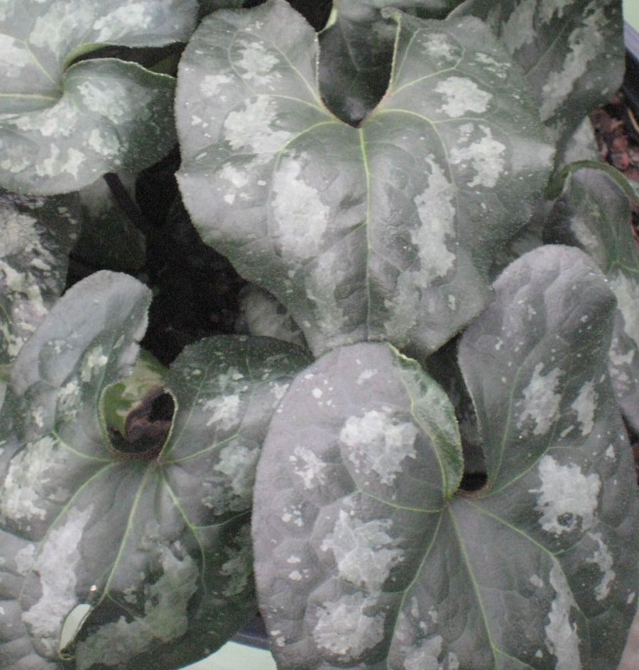 ASARUM SPLENDENS.jpg