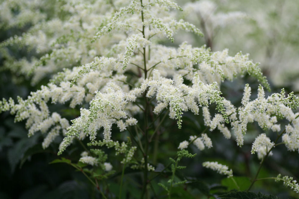 ASTILBE_BRIDAL_VEIL.jpg