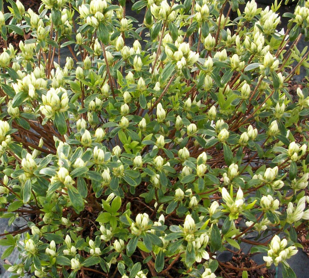 AZALEA CASCADE.jpg