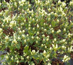 AZALEA CASCADE.jpg