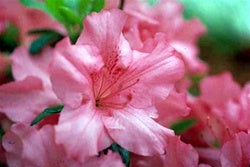 AZALEA GIRARDS ROSE.jpg