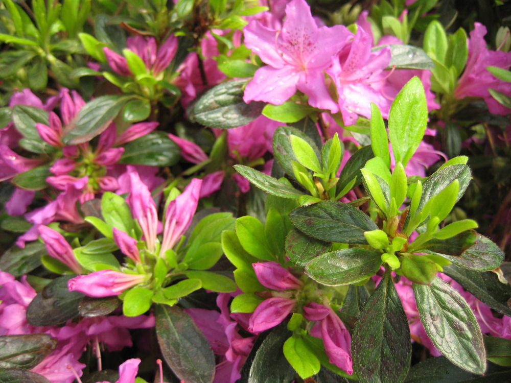 AZALEA HERBERT FLWR B.jpg