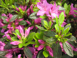 AZALEA HERBERT FLWR B.jpg