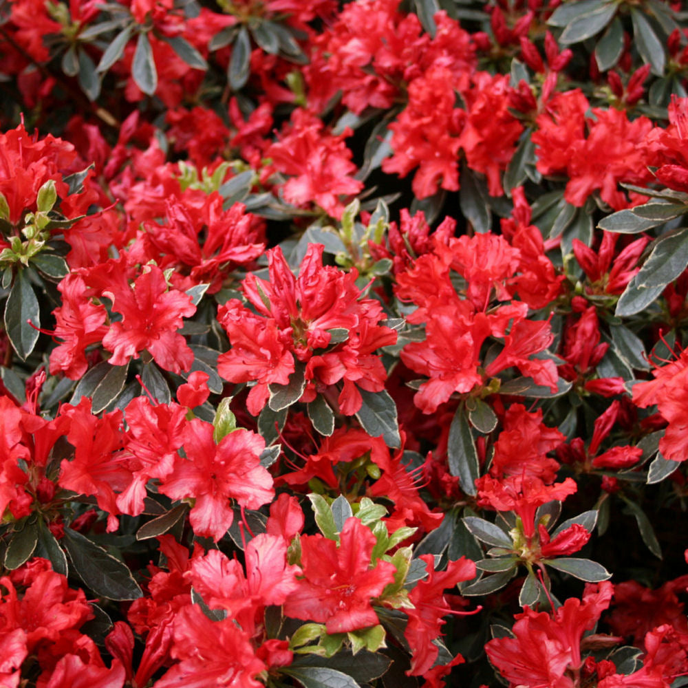 AZALEA_HOT_SHOT.jpg