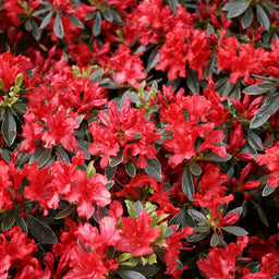 AZALEA_HOT_SHOT.jpg