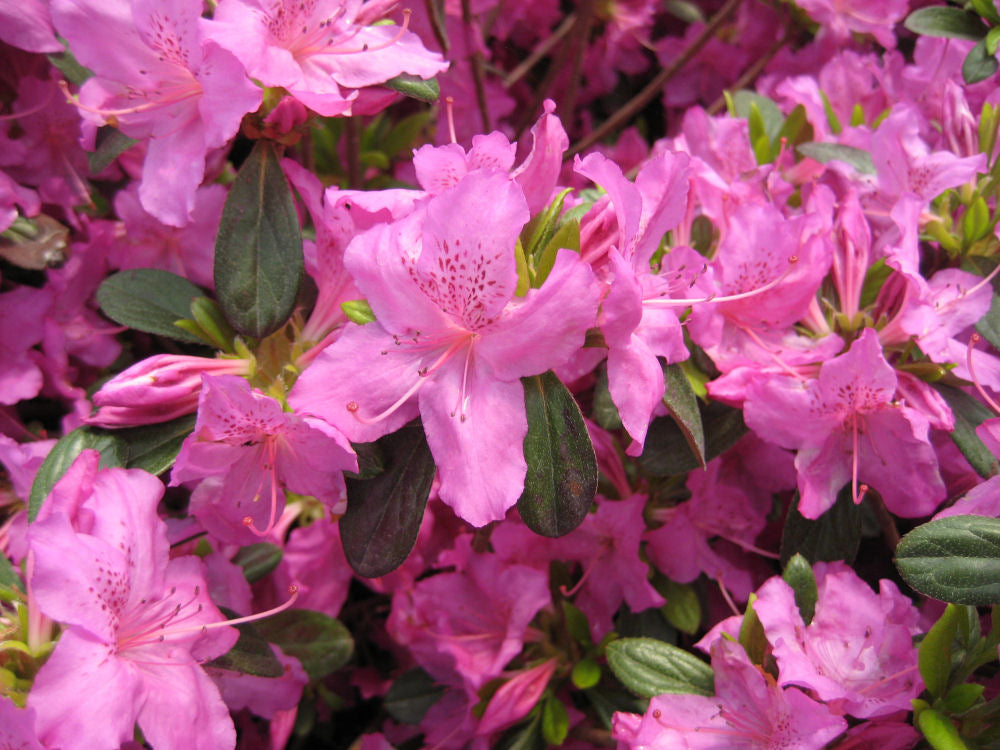 AZALEA KAREN.jpg
