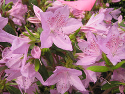 AZALEA POULKANENSE FLWR A.jpg
