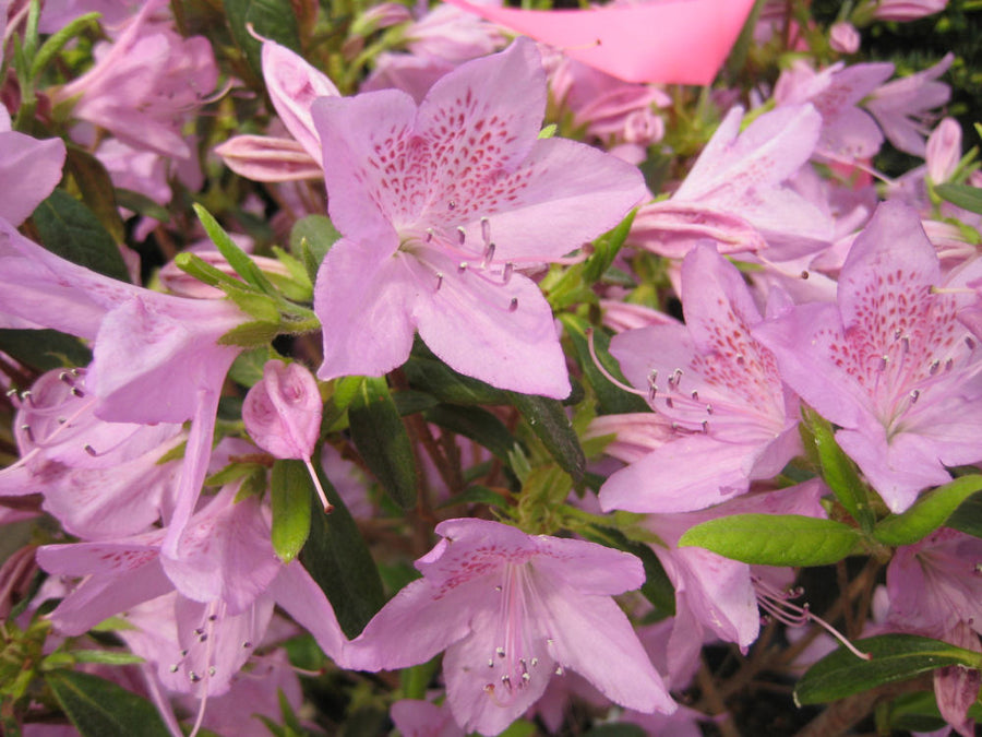 AZALEA POULKANENSE FLWR A.jpg