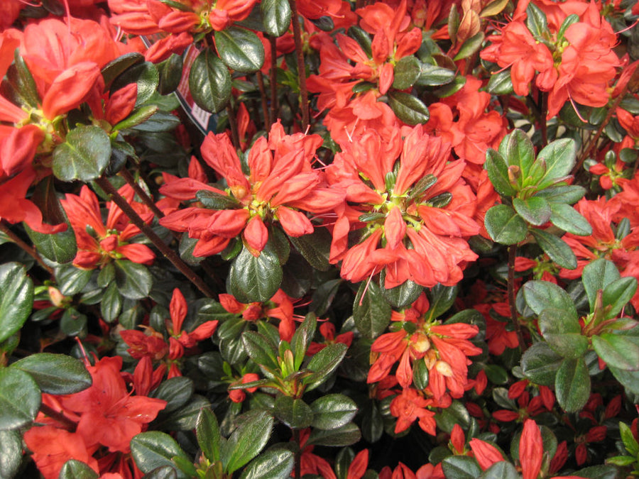 AZALEA STEWARTSTONIAN FLWR.jpg
