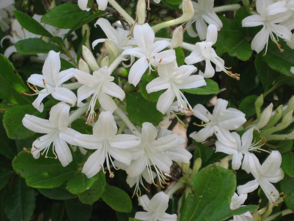 AZALEA_VISCOSUM.JPG