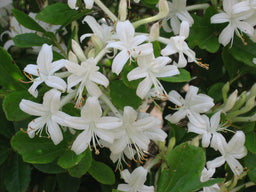 AZALEA_VISCOSUM.JPG