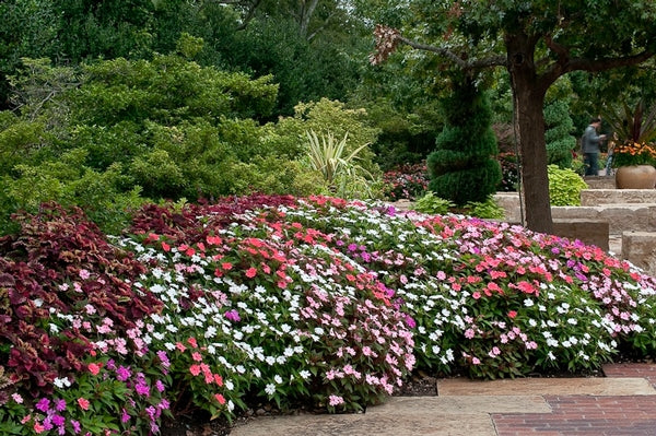 A_SunPatiens_Asst[2].jpg