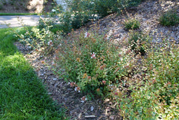 Abelia Brilliantina P1238961.jpg
