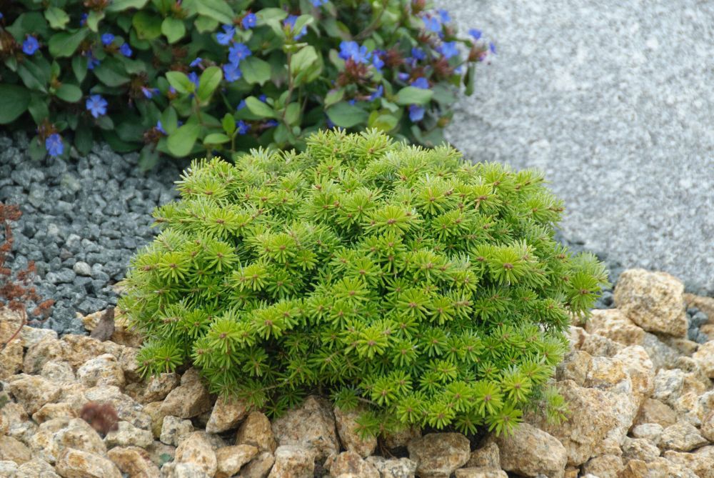 Abies-koreana-Cis-5-cccd.jpg