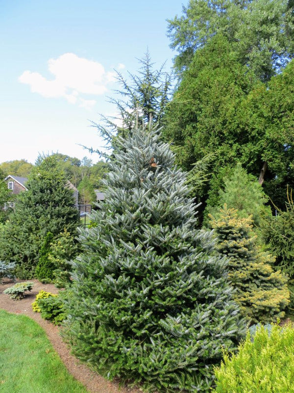 Abies-koreana-Horstmanns-Silberlocke-9-15-2012-2-31-22-PM-sushovan-cccd.jpg