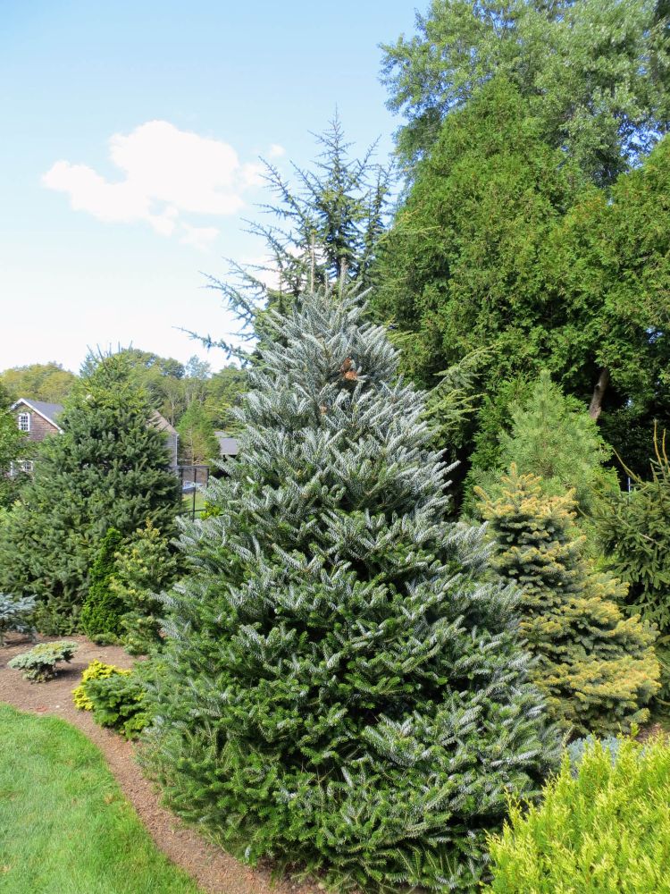 Abies-koreana-Horstmanns-Silberlocke-9-15-2012-2-31-22-PM-sushovan-cccd.jpg