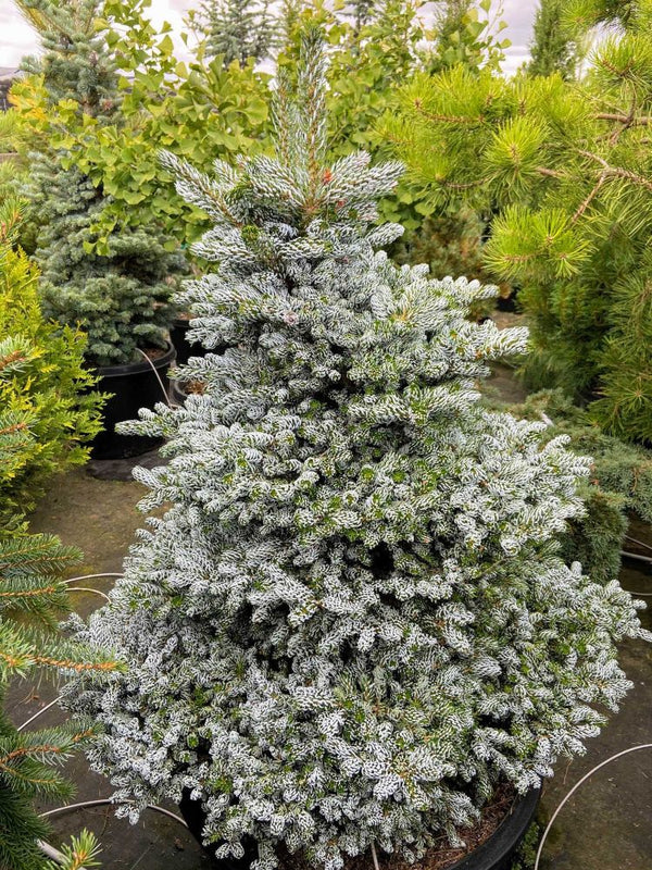 Abies-koreana-Kohouts-Ice-Breaker-sushovan-cccd.jpg