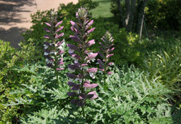 Acanthus.jpg