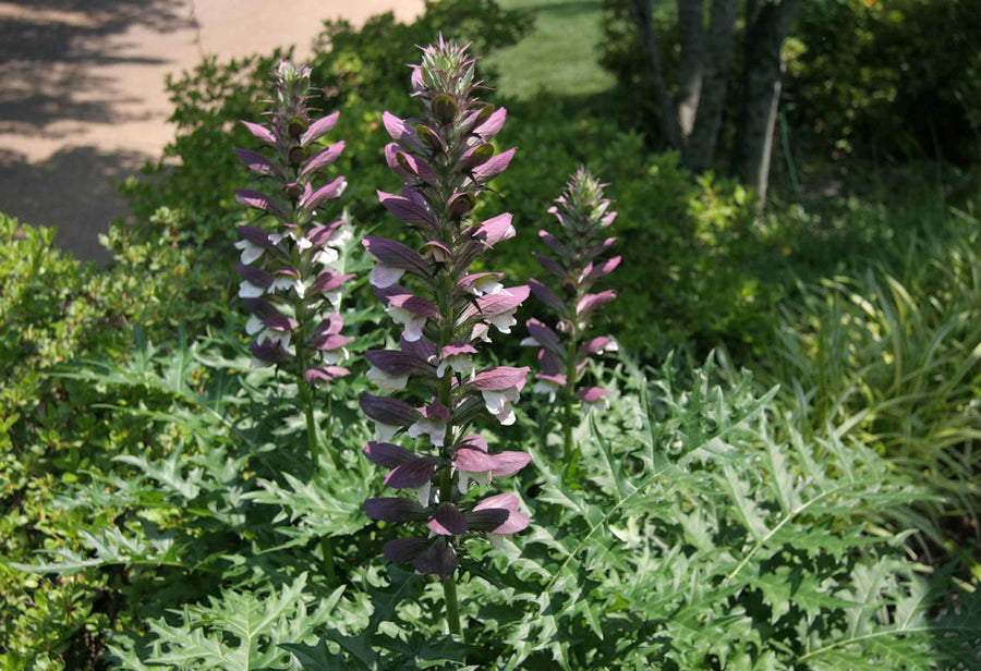 Acanthus.jpg