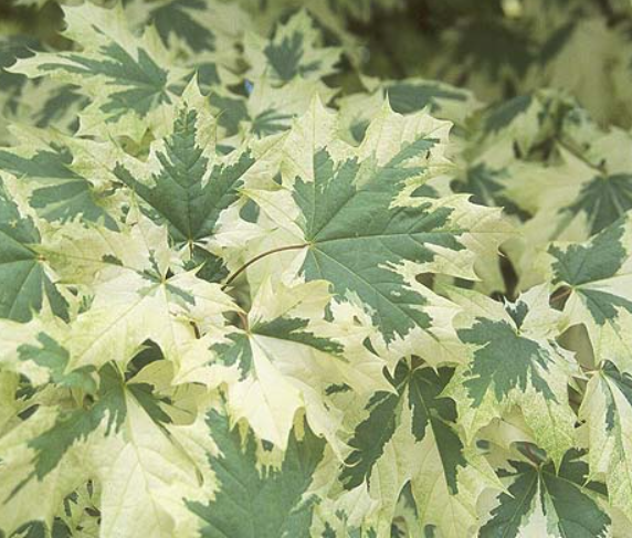 Acer-pl_drummondii.png