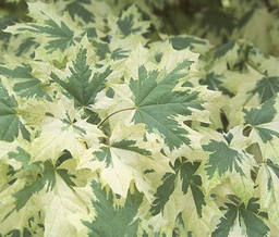 Acer-pl_drummondii.png