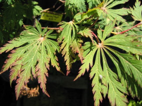 AcerAconitifolium.jpg