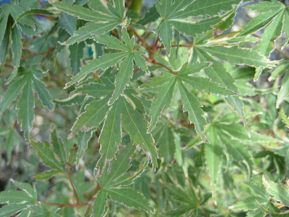 Acer Beni Schichihenge.jpg