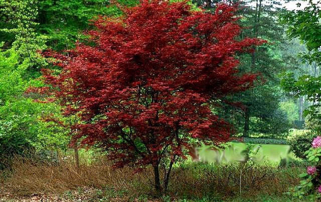 Acer Fireglow.jpg