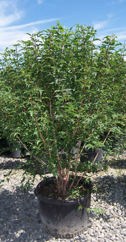 Acer Flame.jpg