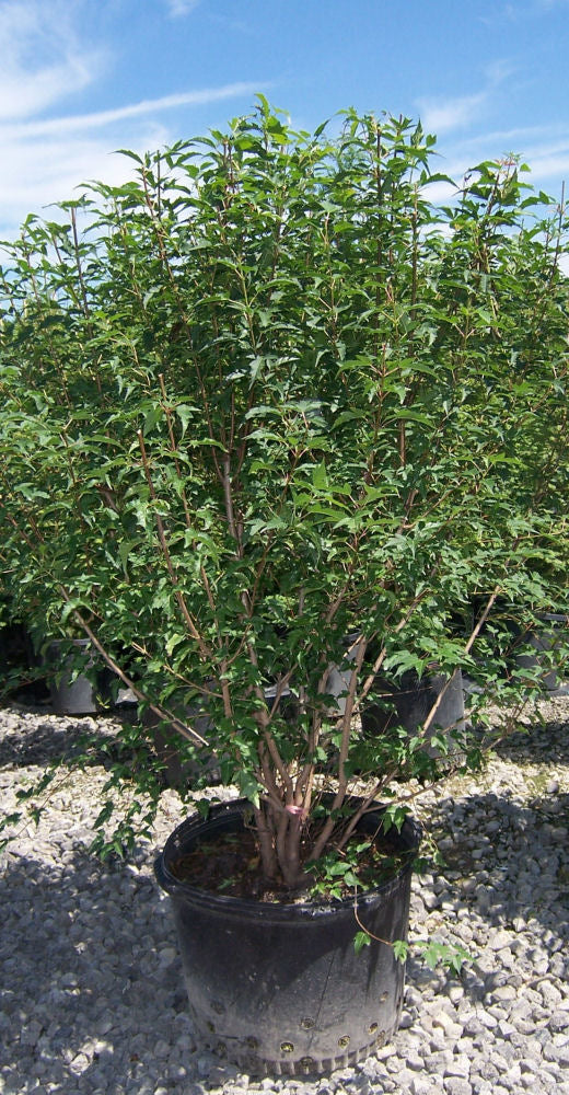 Acer Flame.jpg
