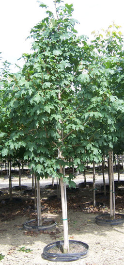 Acer Green Mountain.jpg