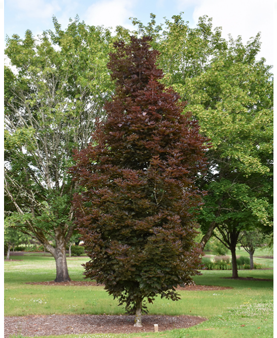 Acer_crimson_sentry2.png