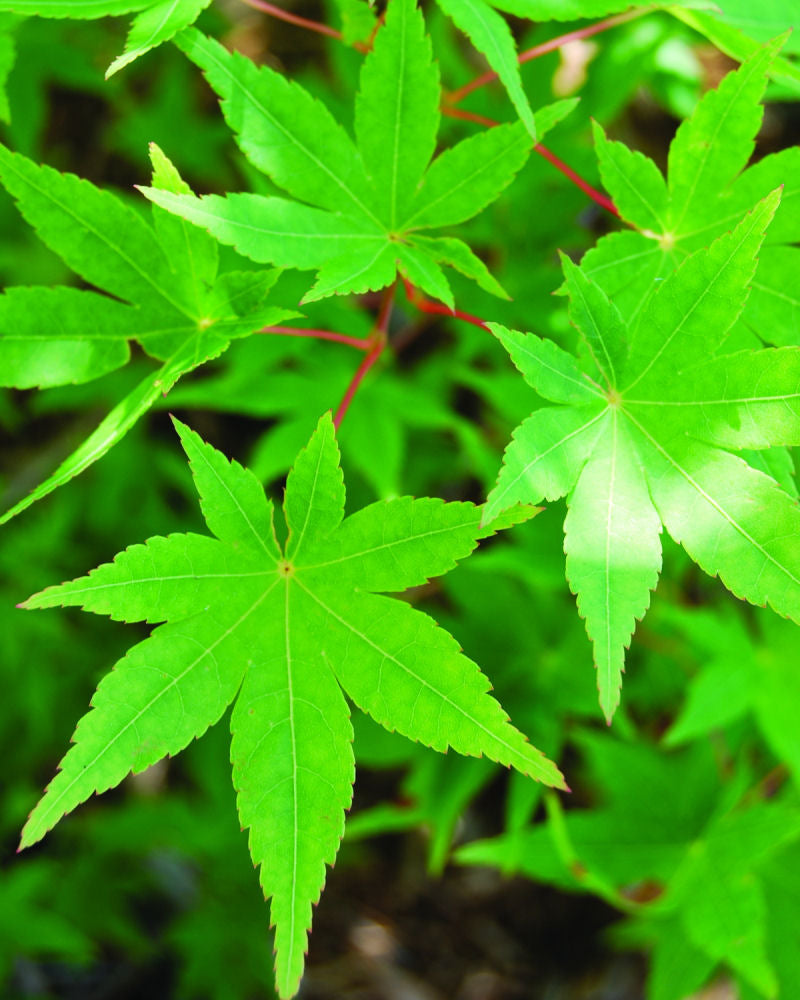 Acer palmatum Ryusen.jpg