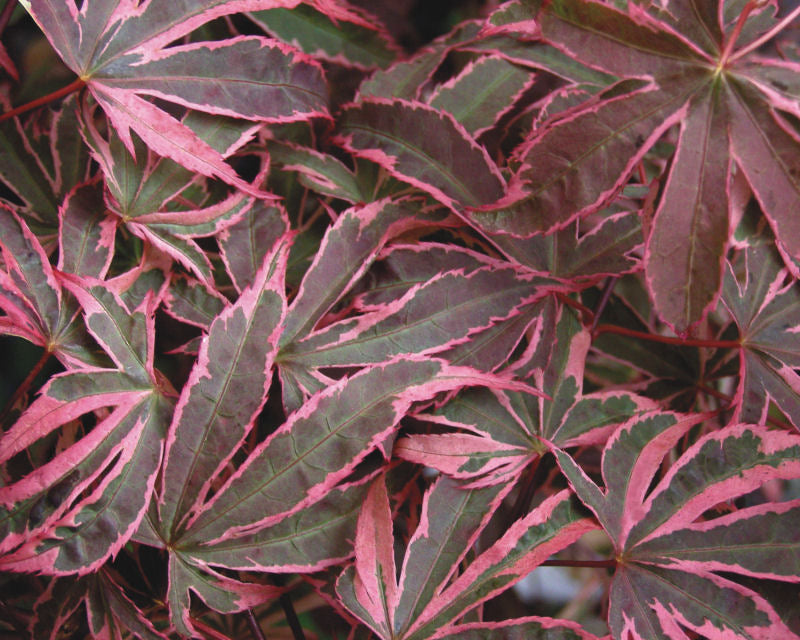 Acer_palmatum_Shirazz.jpg
