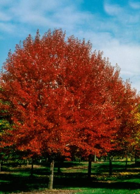Acer_rubrum_Brandywine.jpg