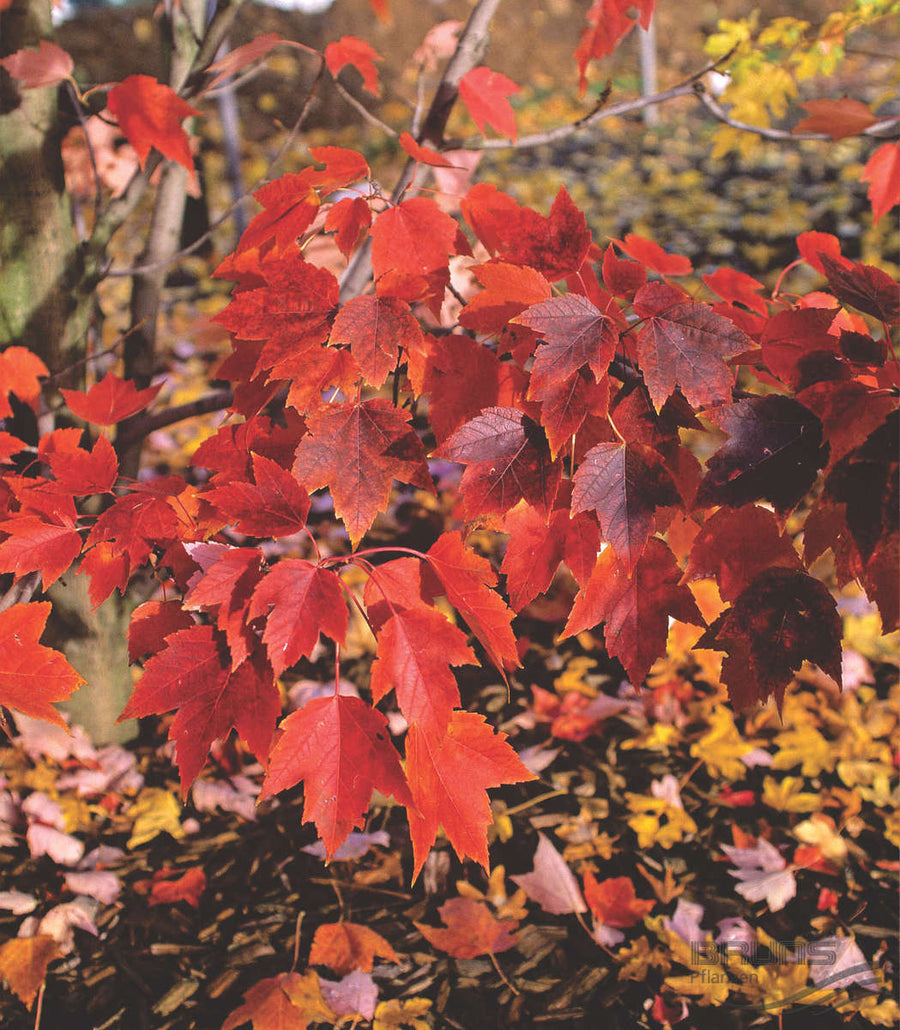 Acer_rubrum_October_Glory[1].jpg