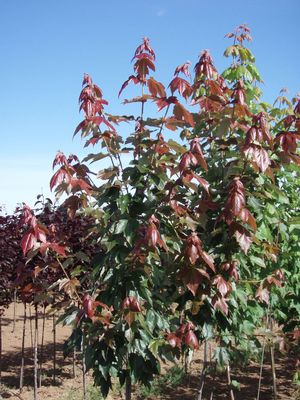 Acer_summer_sensation.jpg